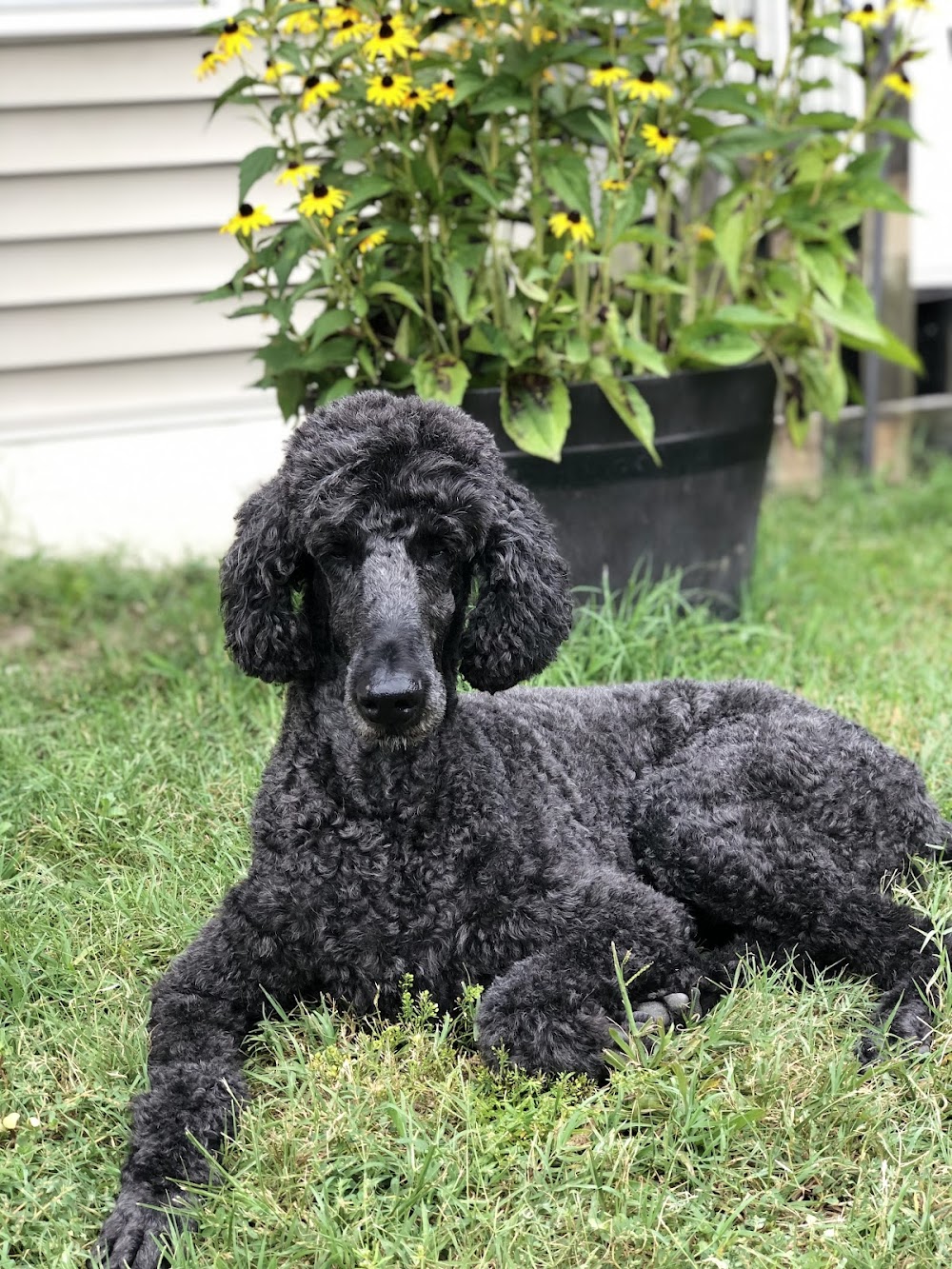 Grooming Post